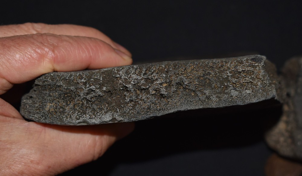HUGE Fossil GIANT TORTOISE SHELL SECTIONS W/ 30 Osteoderms and 2 Fighting Spurs