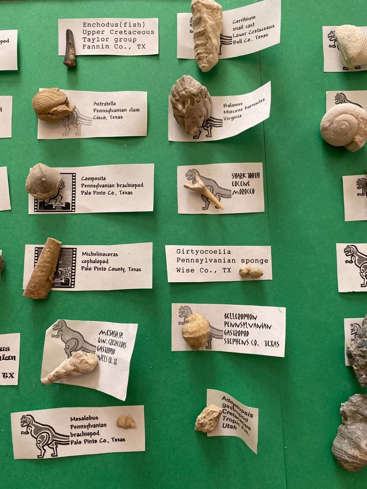 30 different identified fossils Set #3 identified labeled and bagged