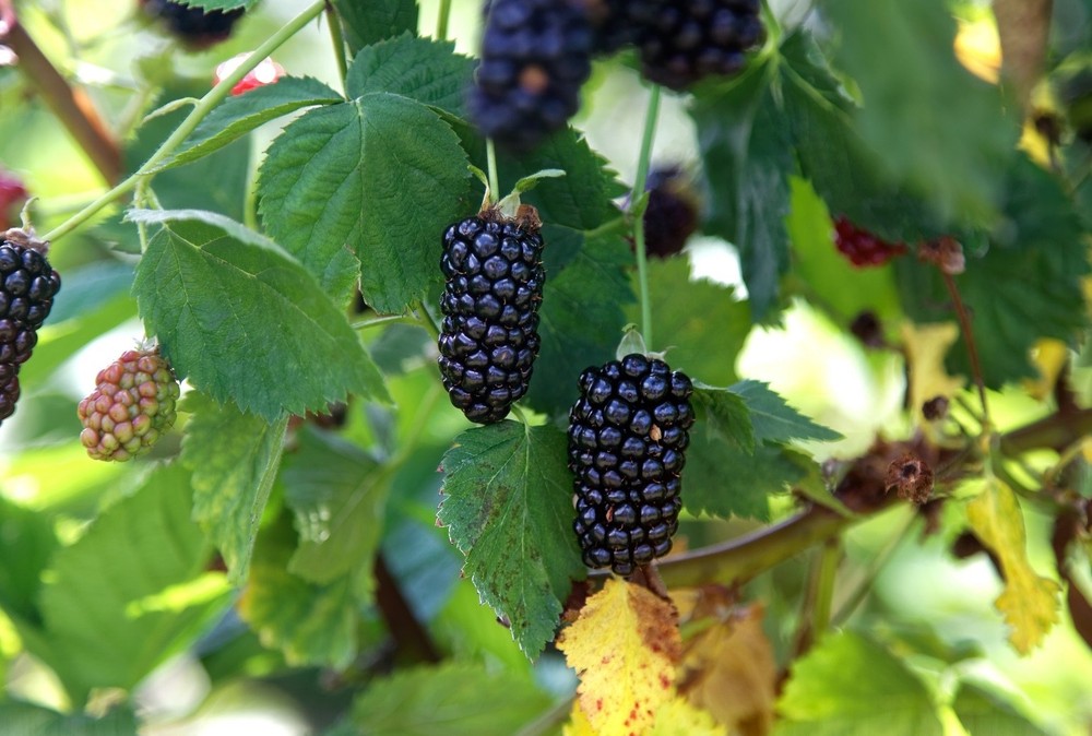 3 Natchez Thornless Blackberry - Rubus - Starter Plug
