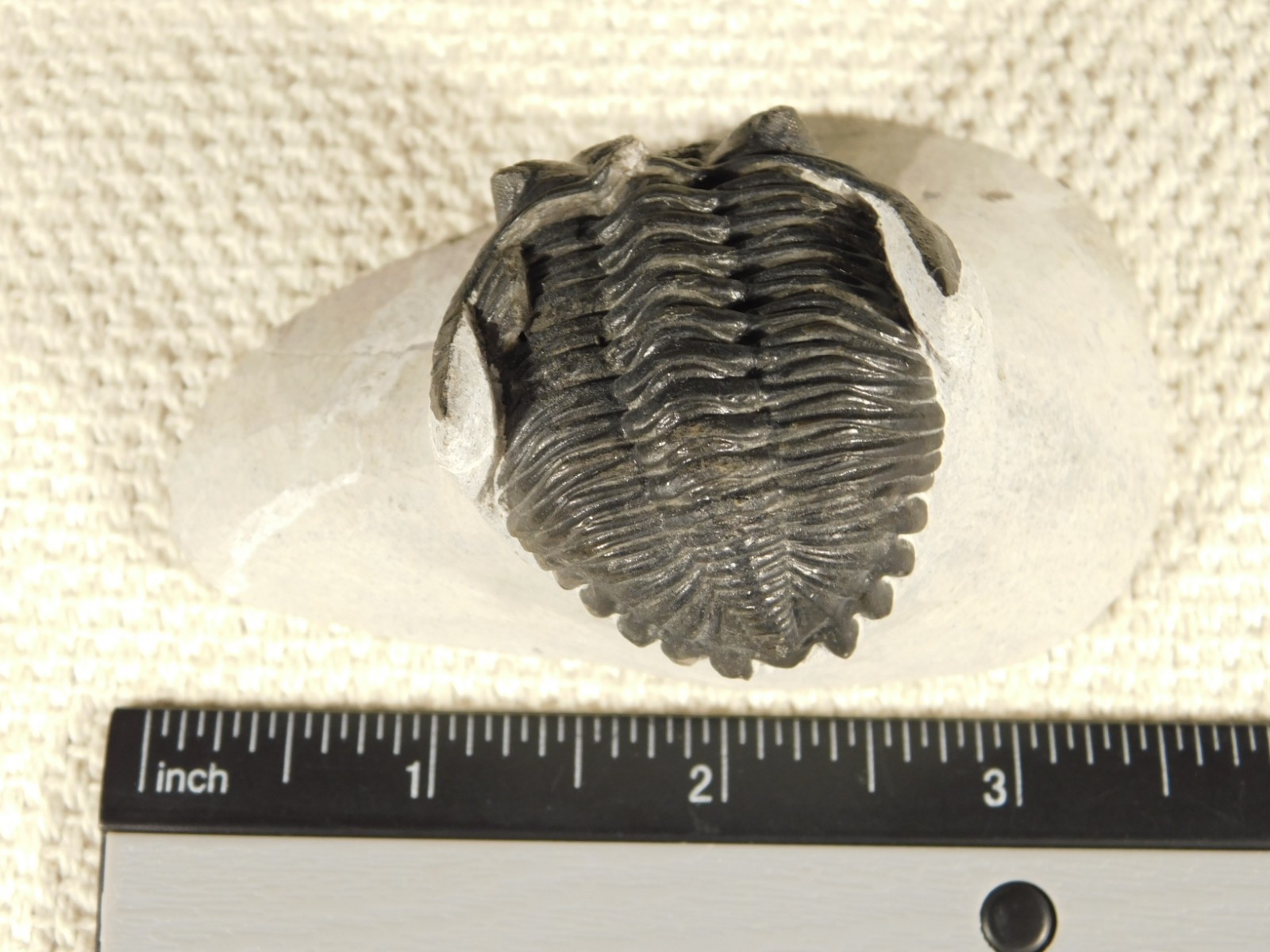 Enrolled! Hollardops TRILOBITE Fossil Nice and 100% Natural Morocco 208gr