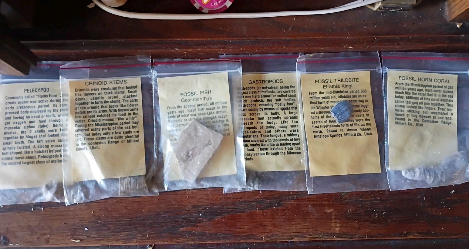 Vintage Fossil Specimens With Discription Cards Lot Of 6