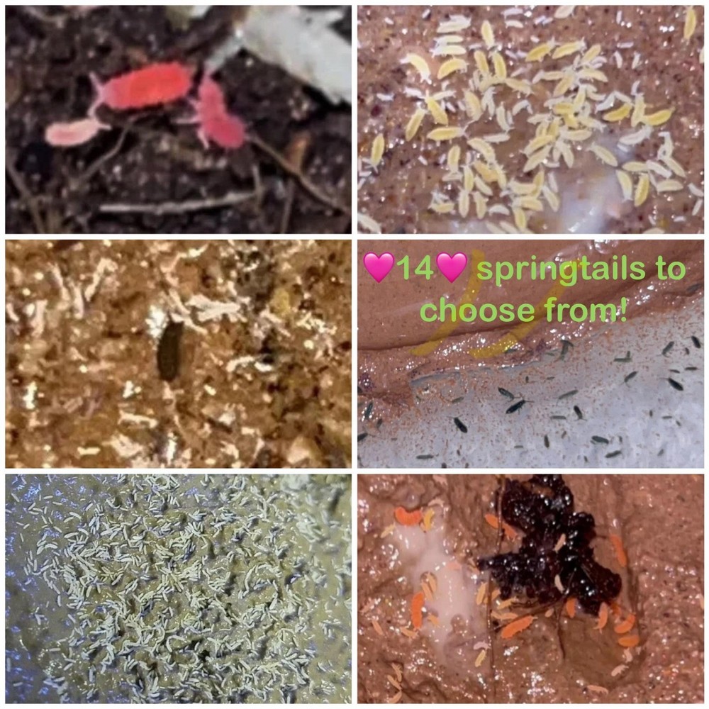 ASSORTED SPRINGTAILS! - 14 Varieties! 25-100 Ct