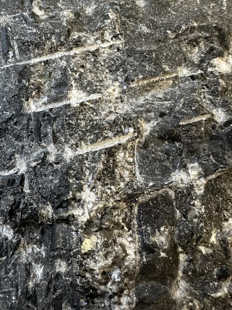 Fossilized Orthoceras Stone Slab - A Glimpse Into Ancient Seas
