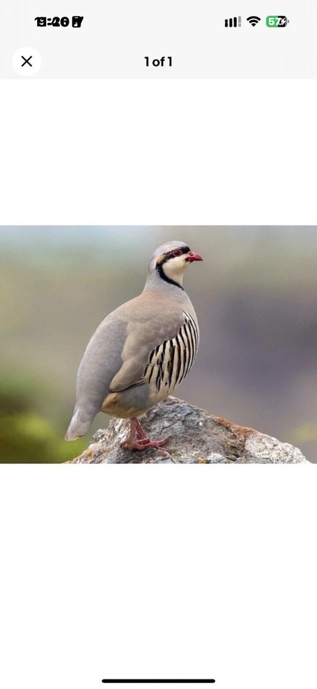 6 Chukar Fertile Hatching Eggs
