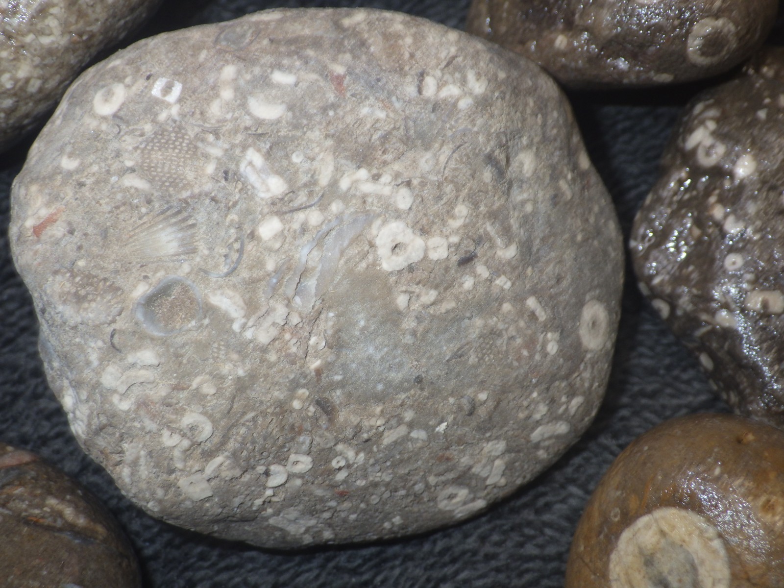 Crinoids Stones Fossils