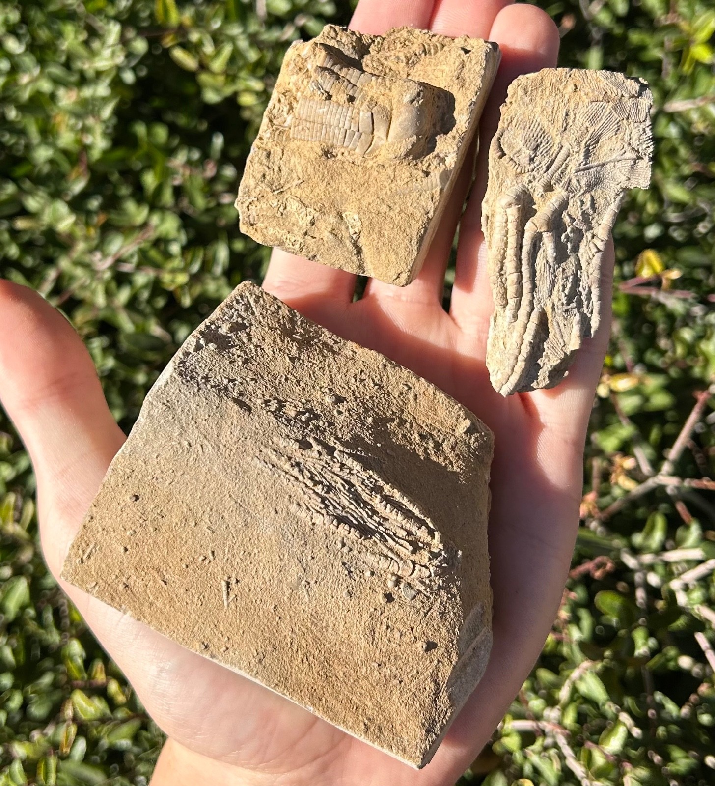 Crinoid Fossils in Matrix LOT OF 3 Alabama Phanocrinus Aphelecrinus Bangor Fm