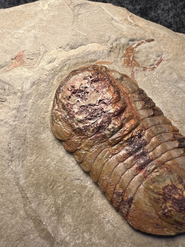 Symphysurus sp. Trilobite Fossil – Well-Preserved Specimen