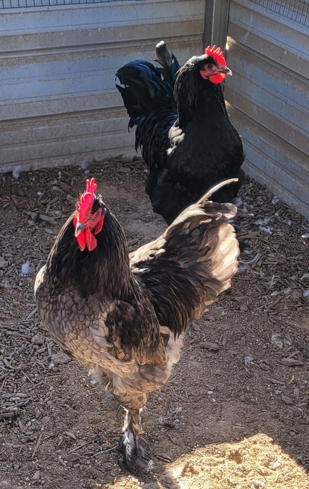 Croad Langshan Hatching Eggs 6 Pack