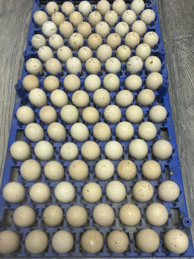 12 Chukar Hatching Eggs