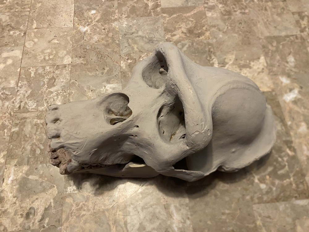 Gorilla Skull Replica Skull Large Cast Model Two Piece