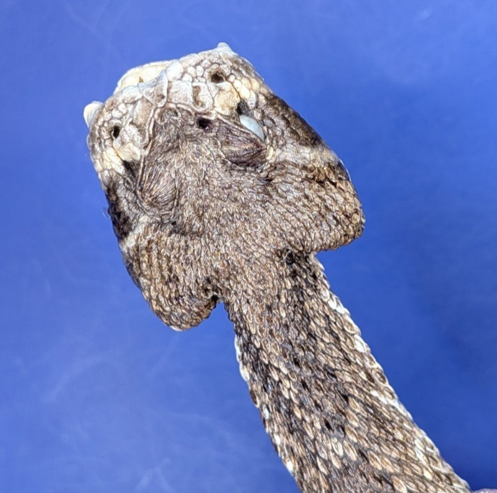 Western Rattlesnake Head with Open Mouth and Fangs Collectible Display Taxidermy