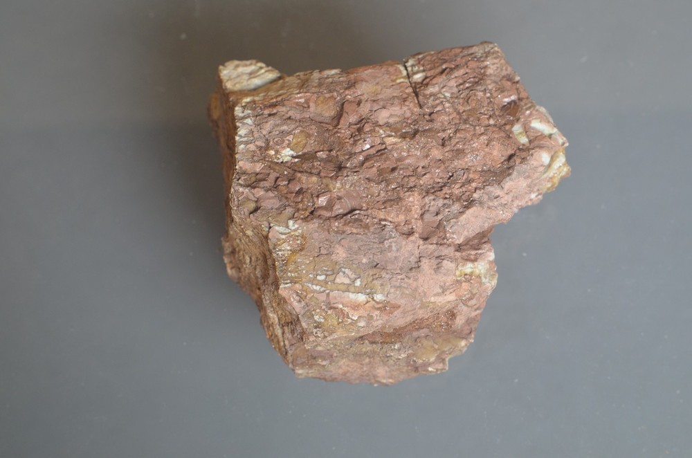 Fossil Dinosaur Bone Cast
