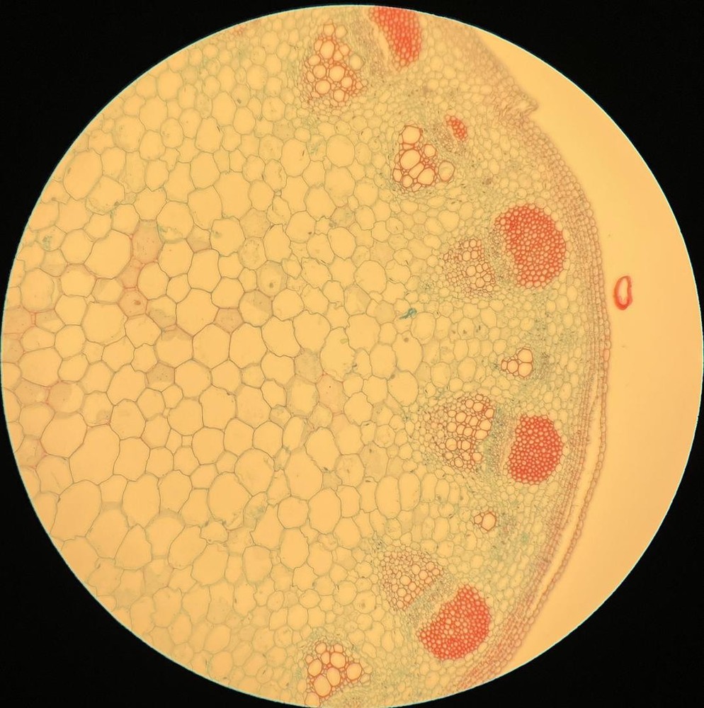 Olympus Plan 10x/0.25 ∞/- Infinity Plan Achromatic Microscope Objective