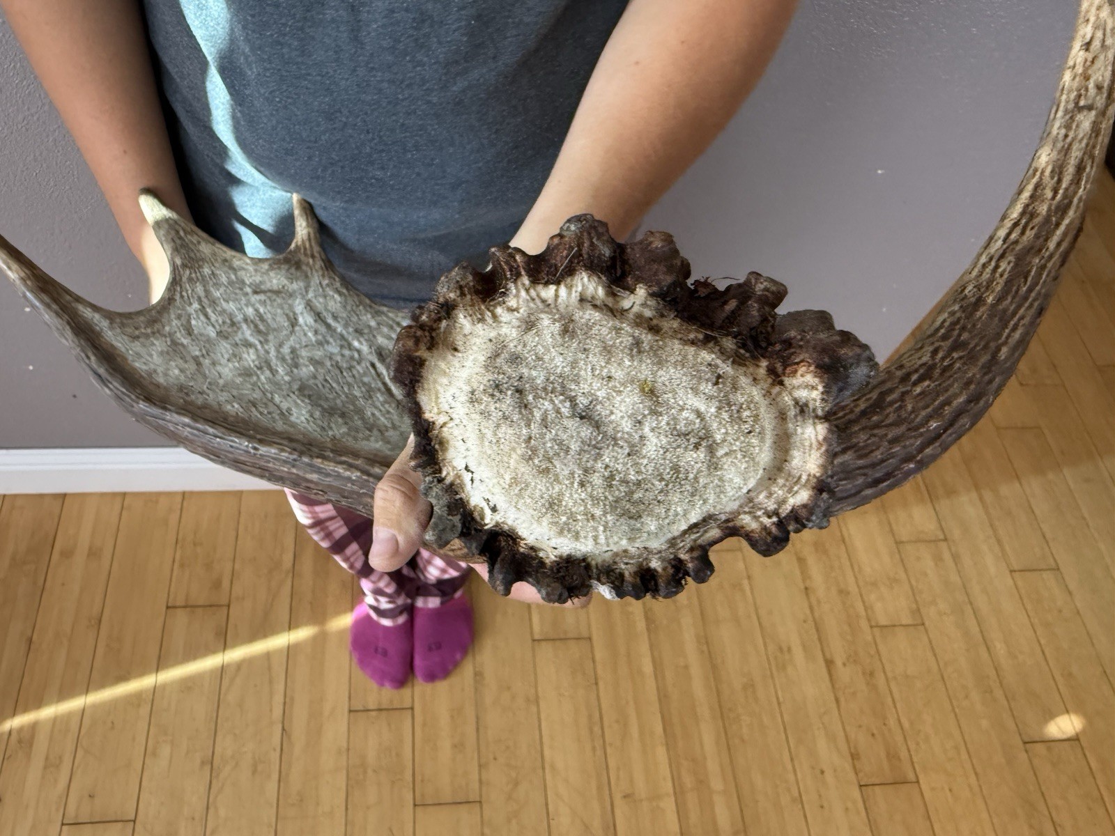 SHIRAS Moose Shed Antler HORNS Taxidermy Skull Mount Carving Wild IDAHO