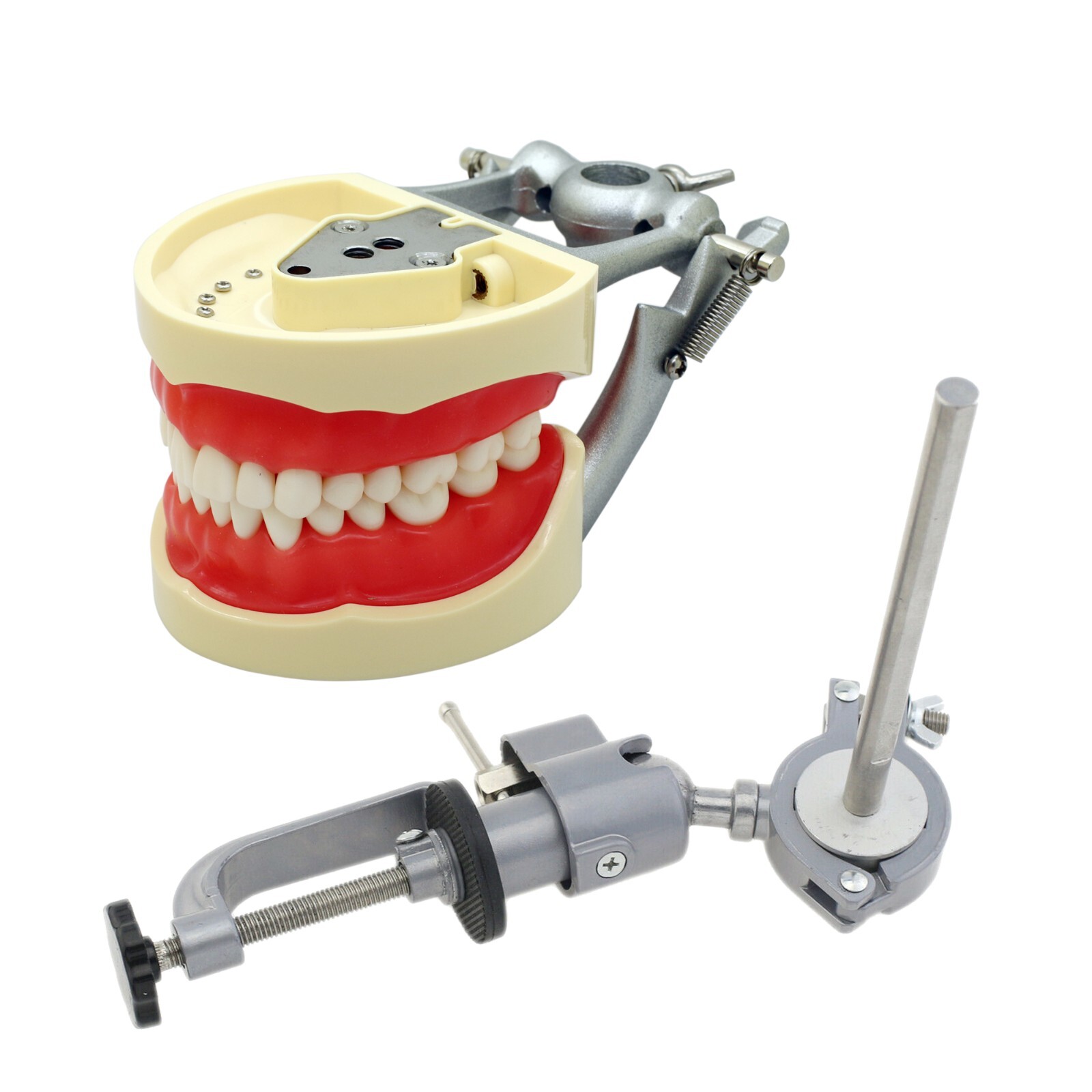 Kilgore Nissin 200 Type Dental Typodont Model 32pc Removable Teeth Mounting Pole