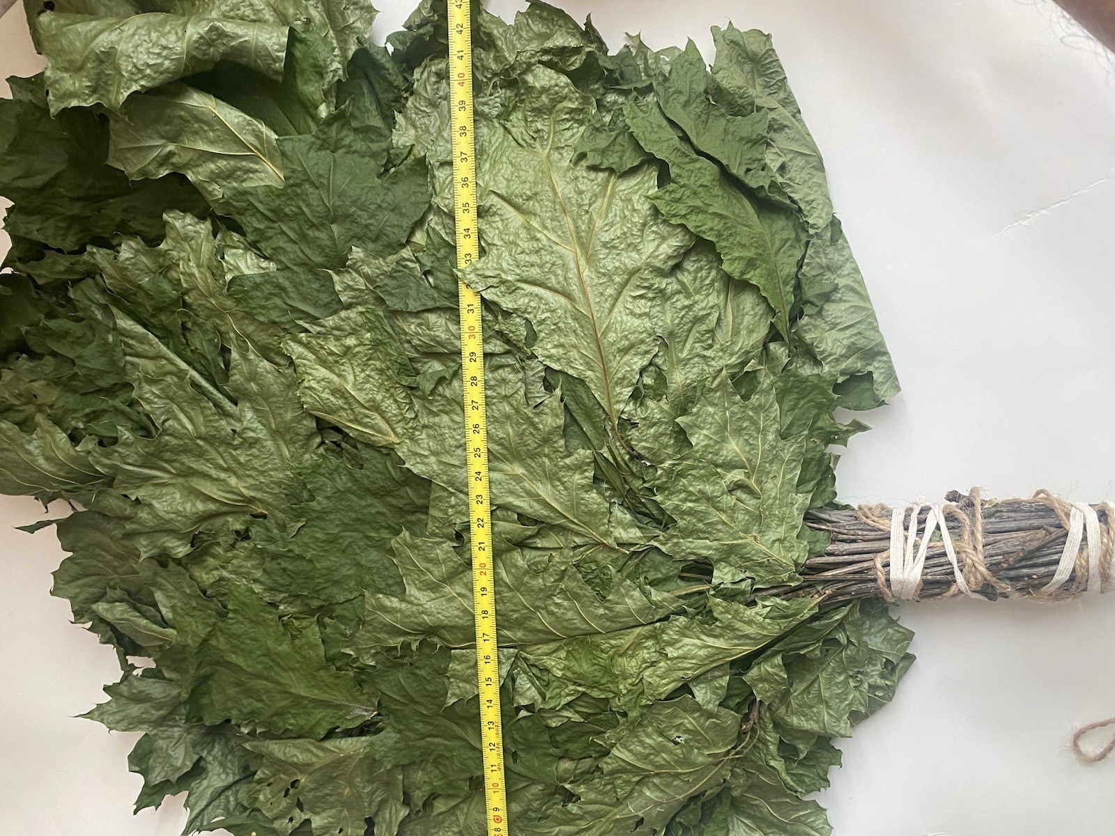 12 Oak brooms sauna banya venik Eiche whisks eco 2025 Ukrainian