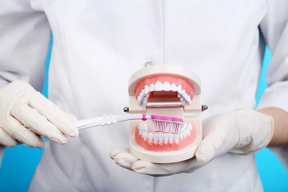 Interactive Teaching Tool: 1:1 Life Size Fake Teeth Model for Dental Classes