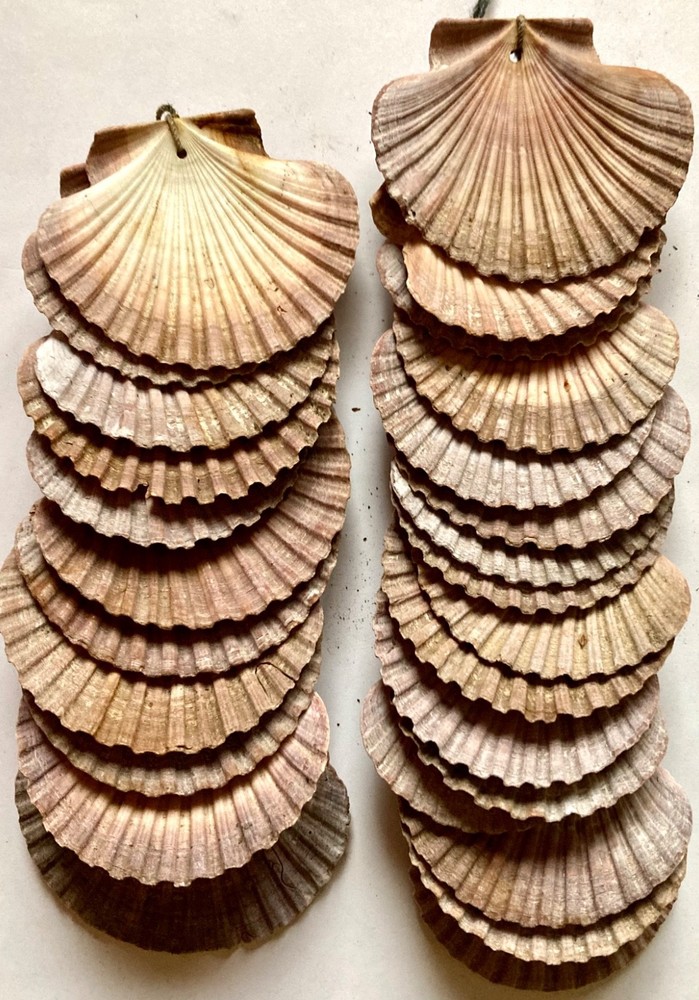 27 MEXICAN FLAT SEA SCALLOP SHELLS