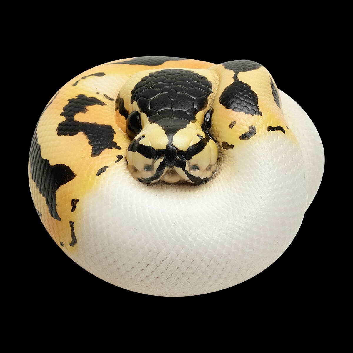 【In-Stock】 Animal Heavenly Body Pastel Pied Ball Python regius Snake Statue