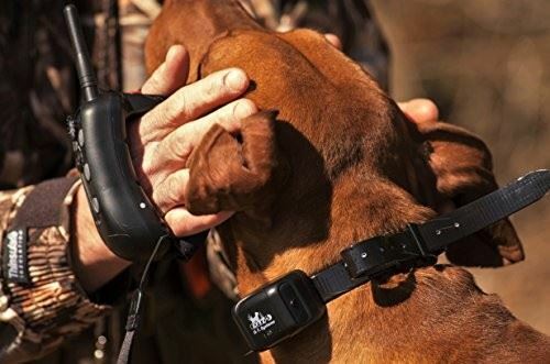 DT Systems R.A.P.T 1400 Remote Control Dog Training Collar System
