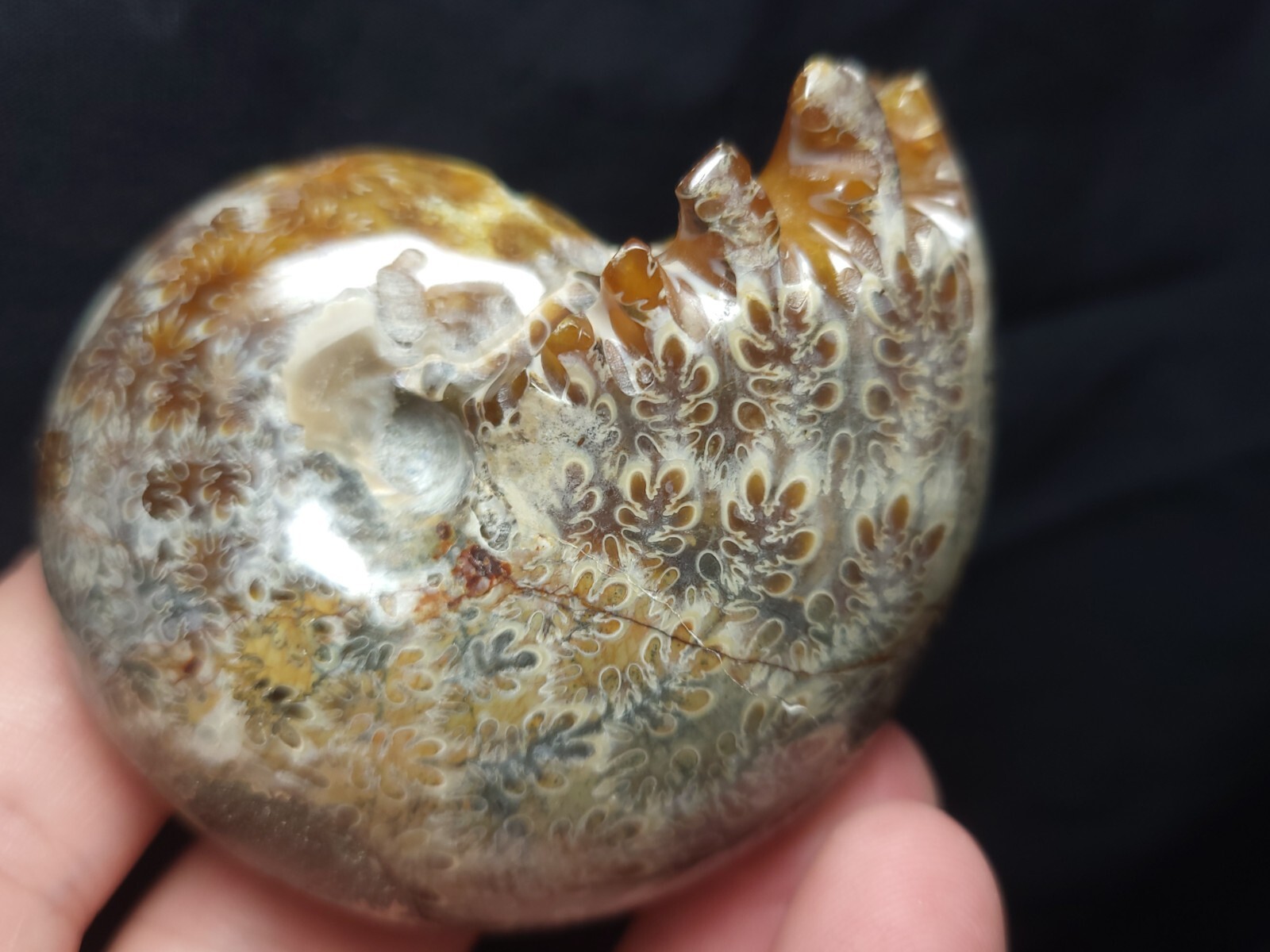 Ammonite Phylloceras Fossil from Madagascar 2.5" (140.3 gr.)