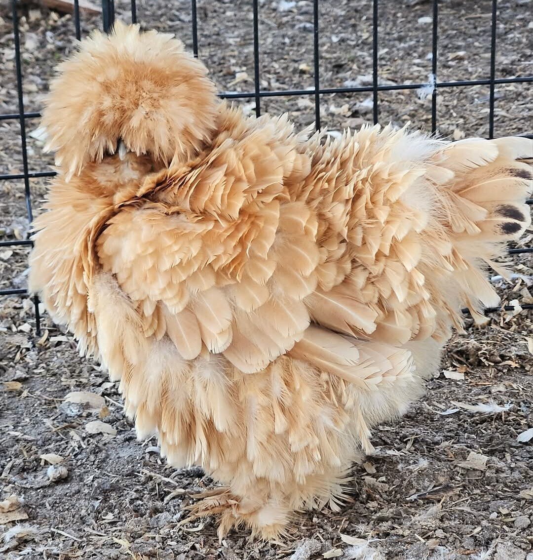 12+ Silkie, Satin, Frizzle Show Quality Hatching Eggs, NPIP Cert