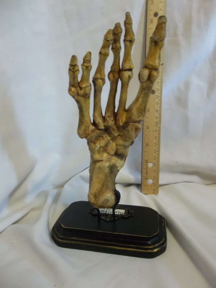 6/Six Digits Toes Polydactyly Skeleton Foot Sideshow Gaff Oddity Curiosity OOAK