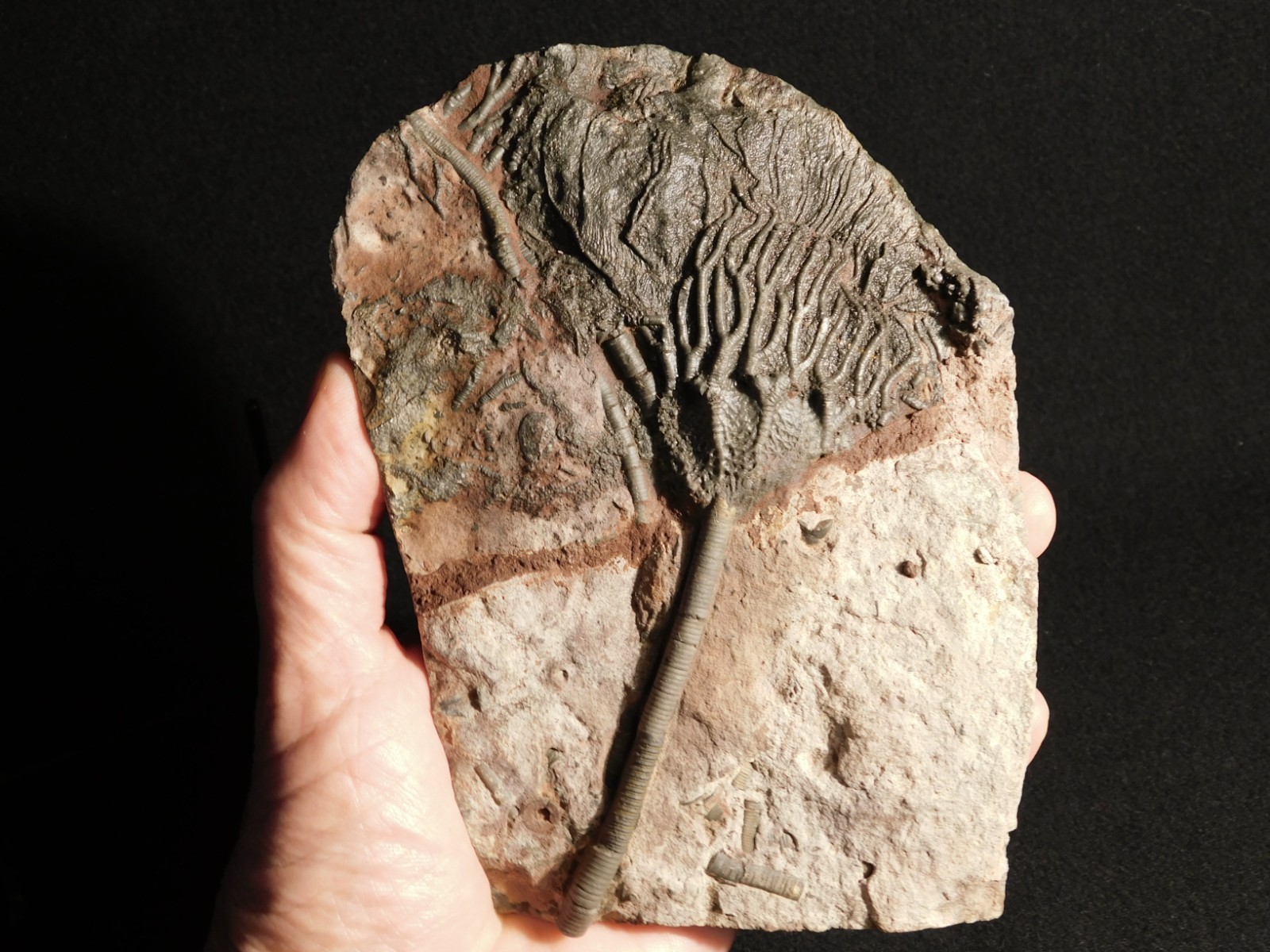 Larger! 430 Million Year Old! CRINOID Fossil or Sea LILY Fossil Morocco 629gr