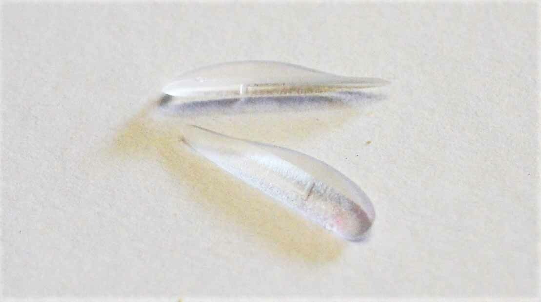 Lower Denture Stabilizers DIY Kit-Affordable Denture Stabilization