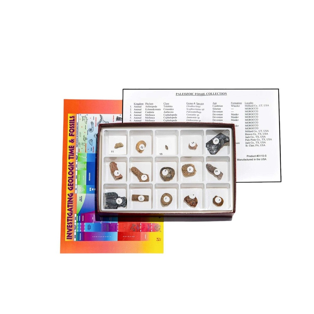 Fossil Collection, Paleozoic Era, 15 Specimens