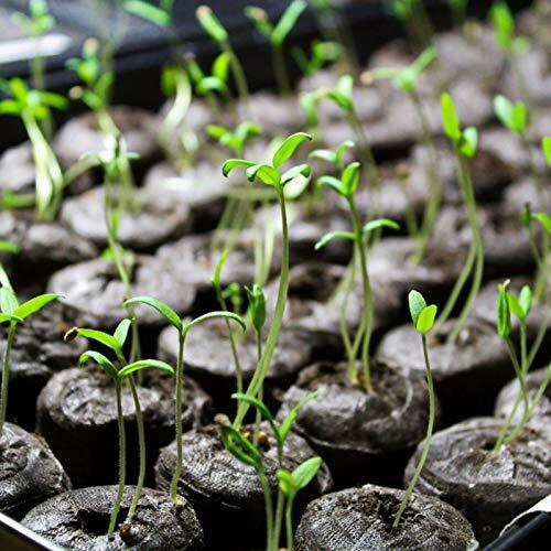 50mm Jiffy Peat Pellets, FAST SHIP Sold sets of 10,25,50,100,486 Seed Starting