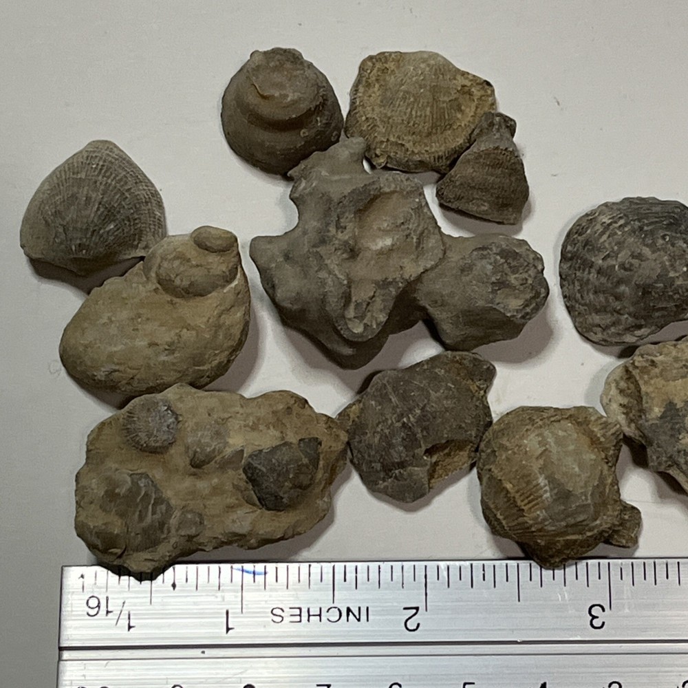Devonian Fossils Lot Of 25