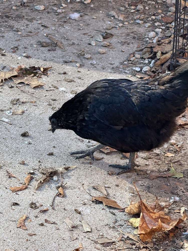 12 Rainbow Egger Hatching Eggs -Colorful Chicks + Eggs🌈 Rare Breed Chickens
