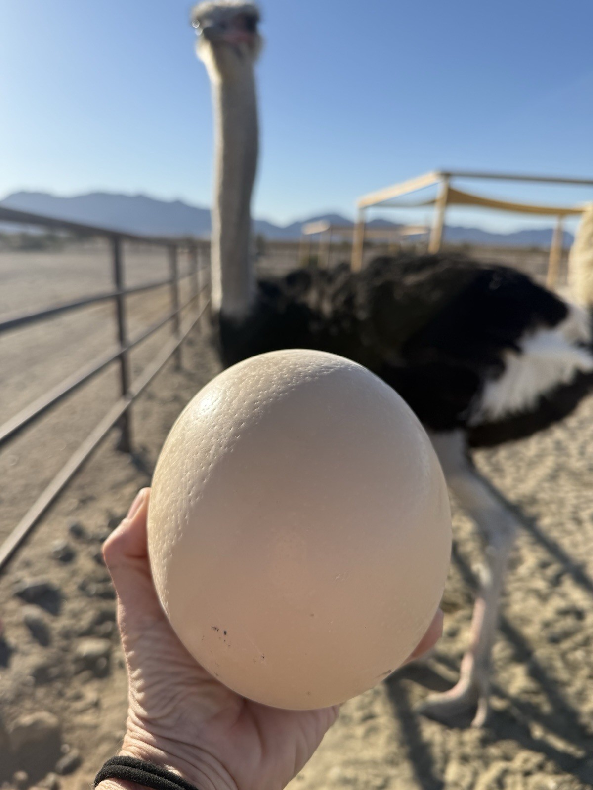 fertile ostrich eggs