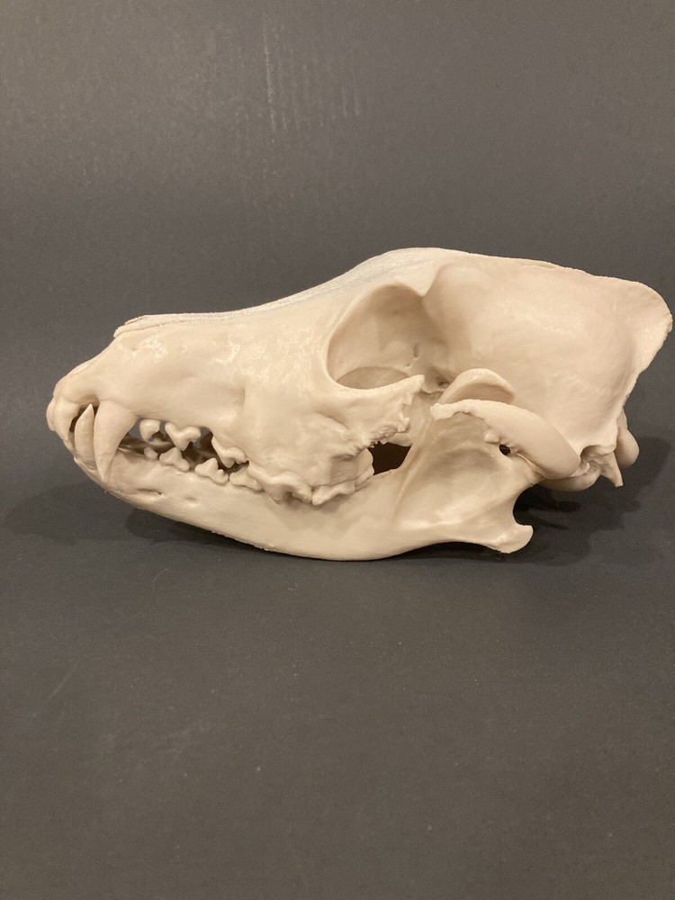 Wolf Skull