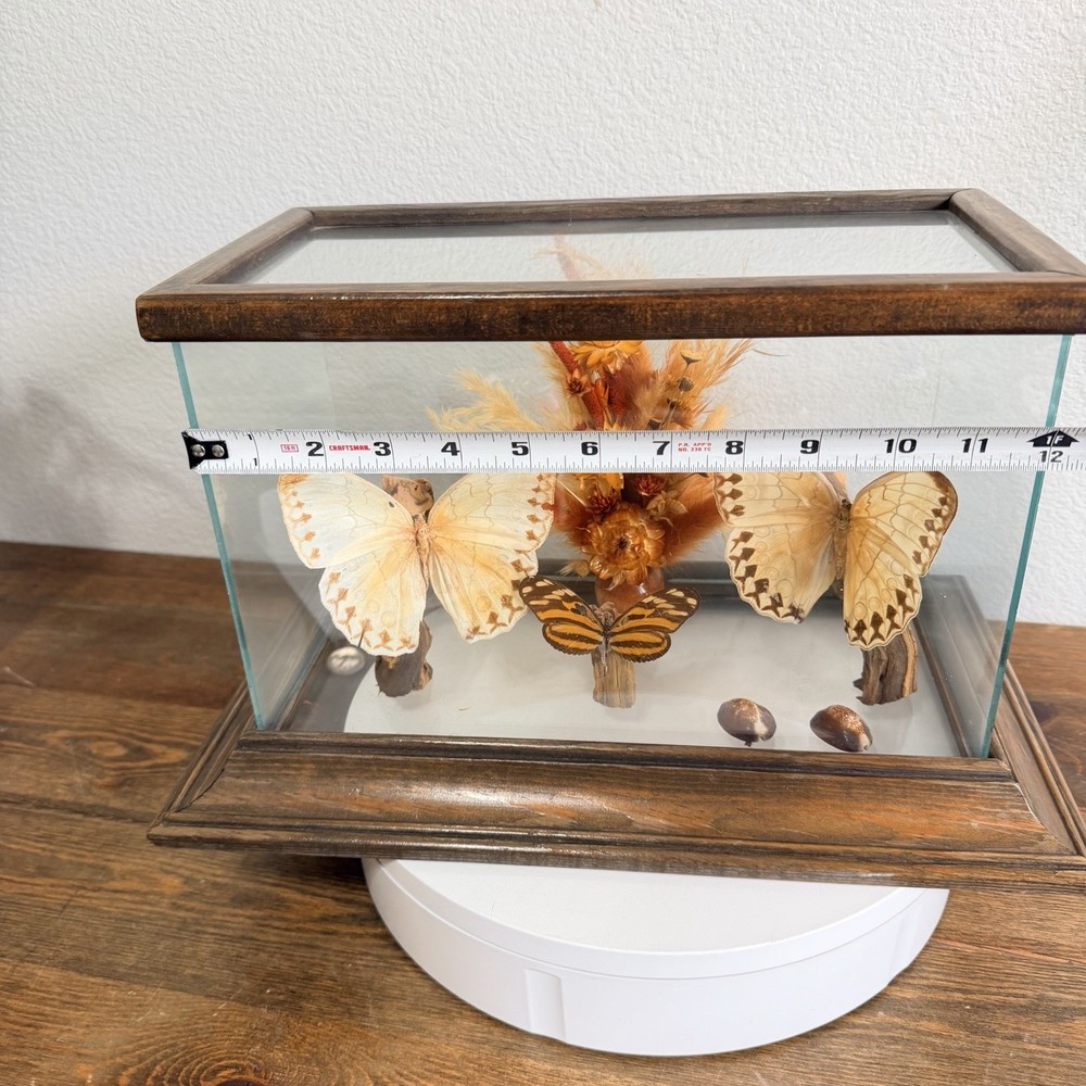 Real Butterfly Specimen Glass Display Case Vintage Decor