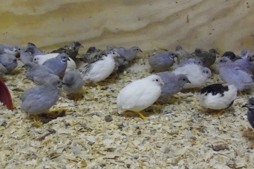 12+ with Up To 8 extra Button Quail Hatching Eggs
