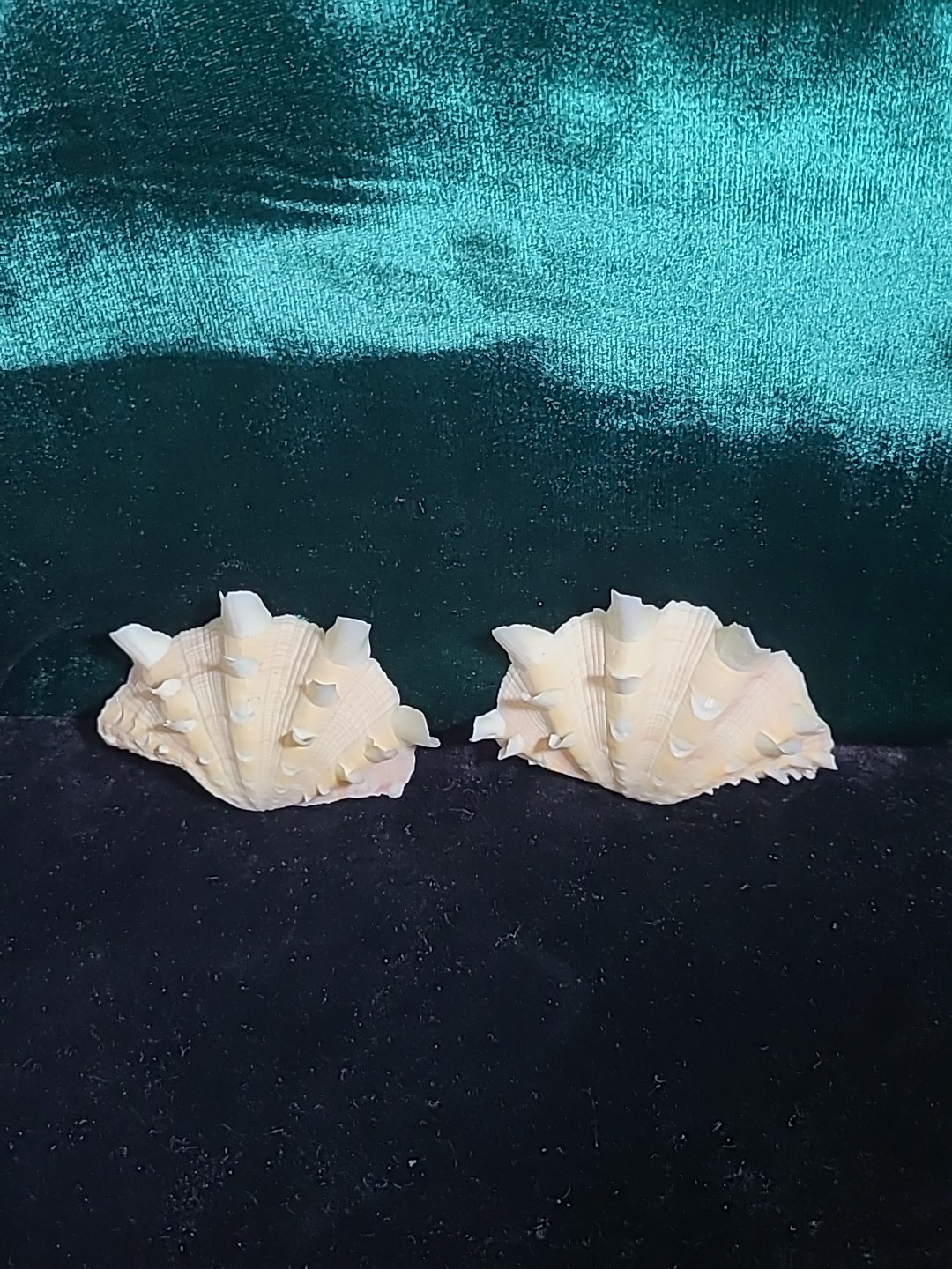 Vintage Whole Tridacna Squamosa Clam Shell Small Fan