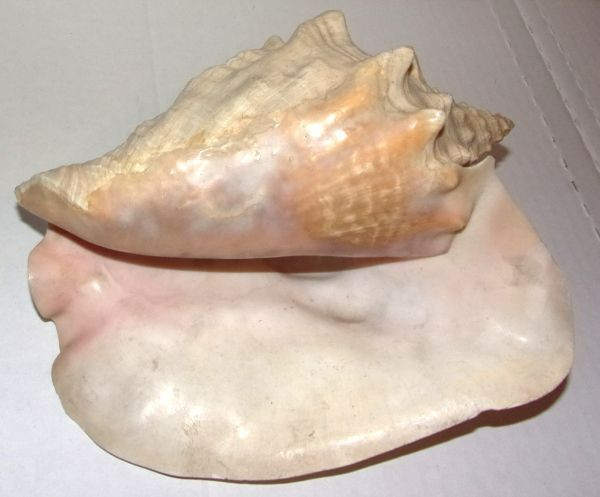 VINTAGE 8” CONCH SEA SHELL .