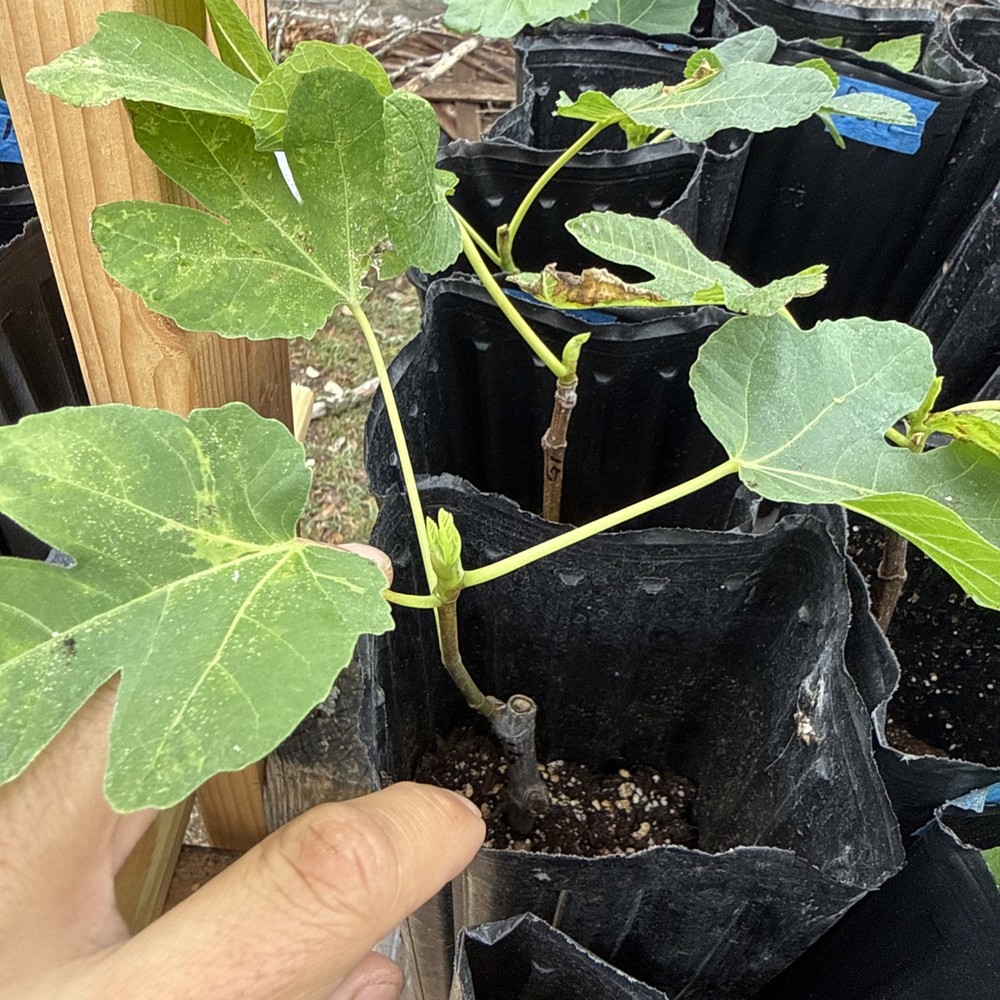 Green Ischia Fig Tree young 🌲