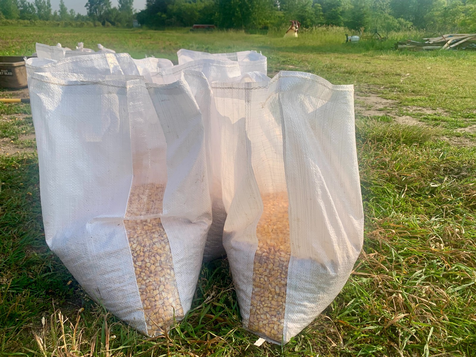 Shelled Corn Premium Wildlife, Bird, Animal Feed 15 lb Ship included