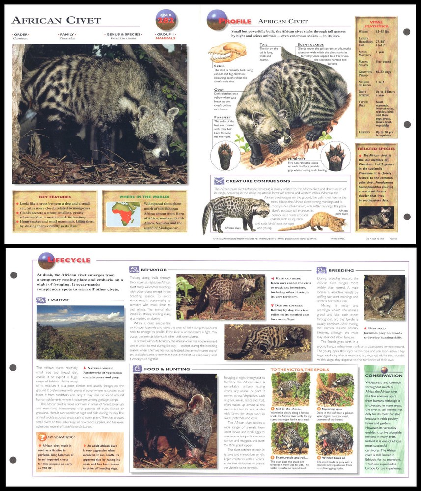 Fold-Out Sheet - African Civet - 282