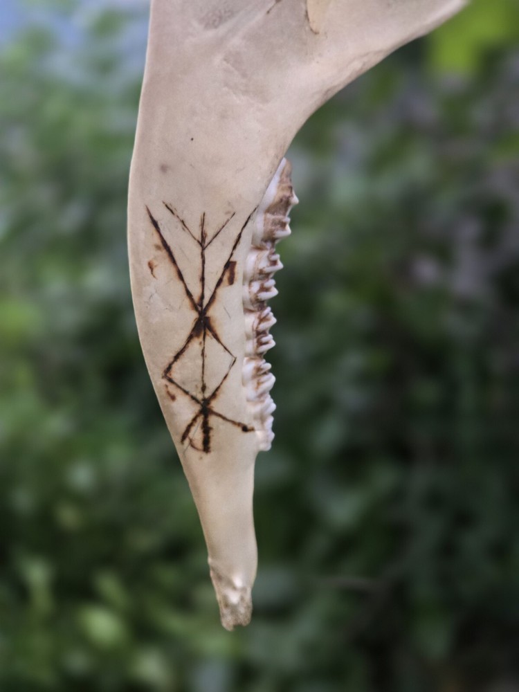 Deer Jaw Wall Hanger