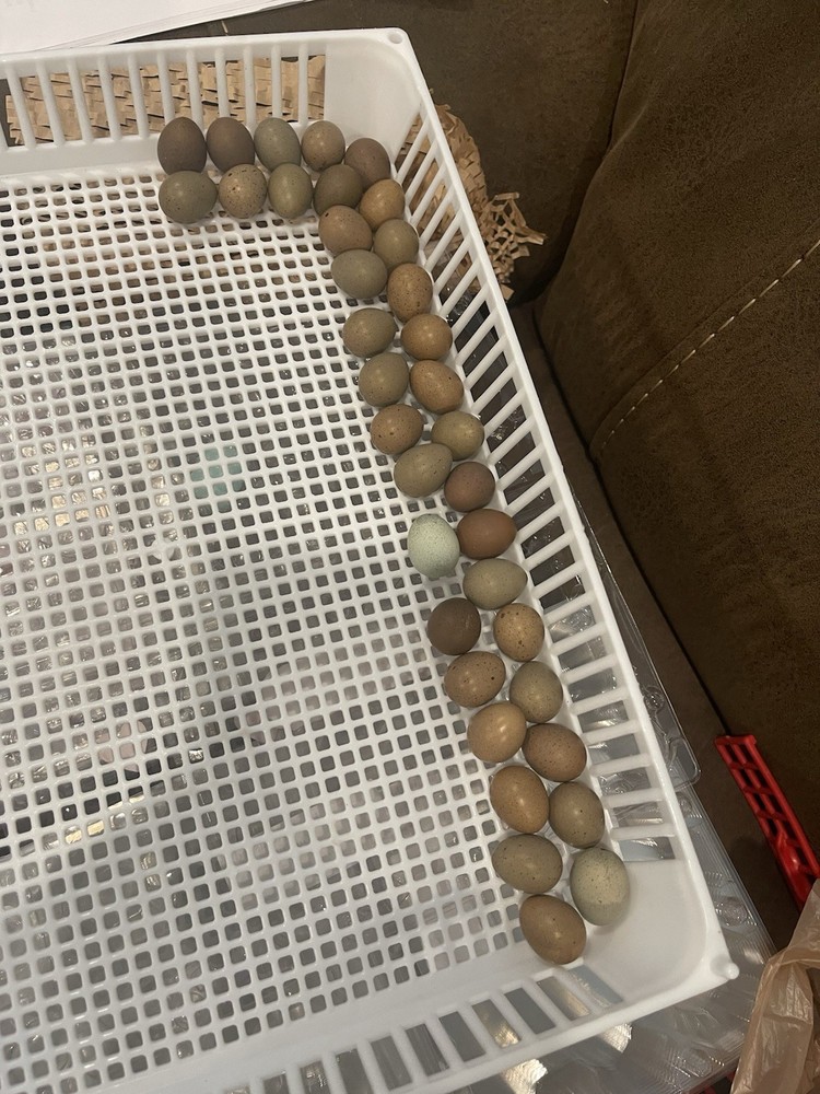 Button Quail Hatching Eggs