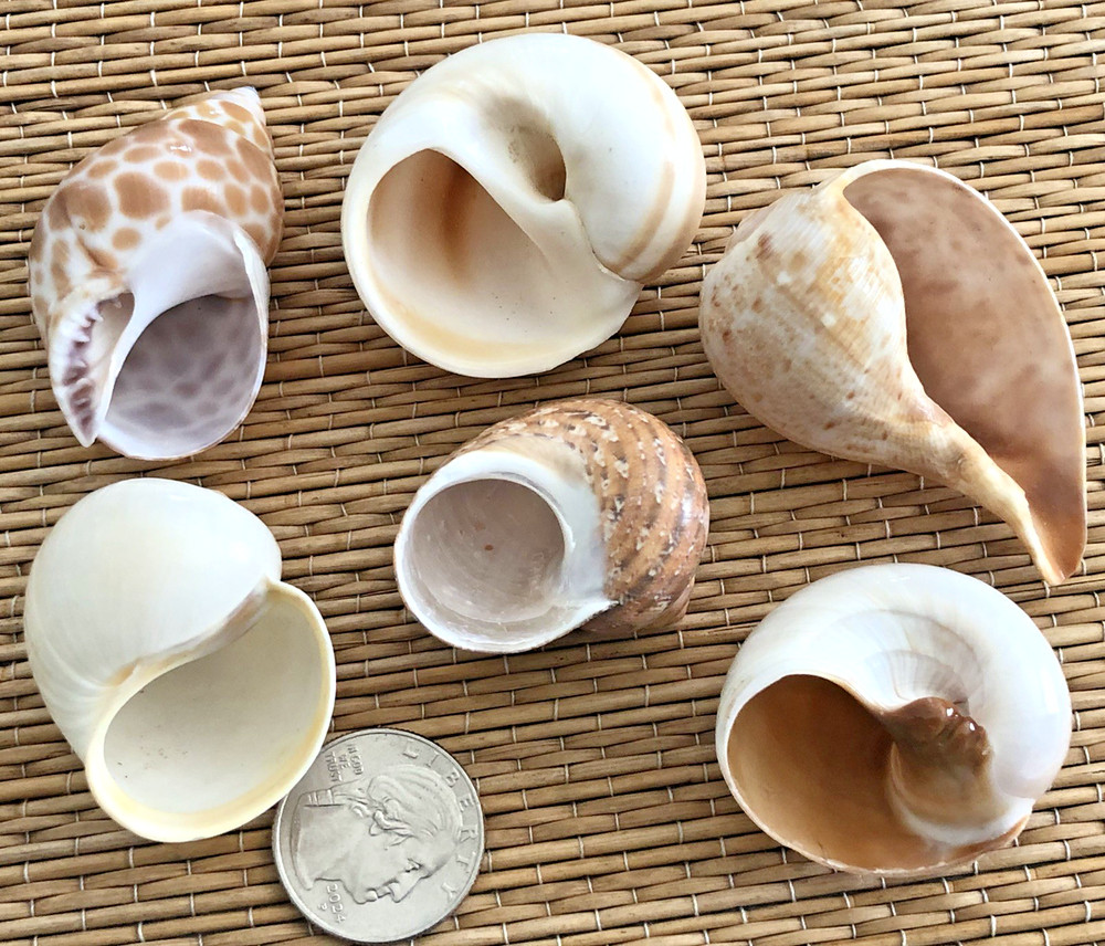 6 MEDIUM SEA SHELLS FOR YOUR GROWING HERMIT CRABS