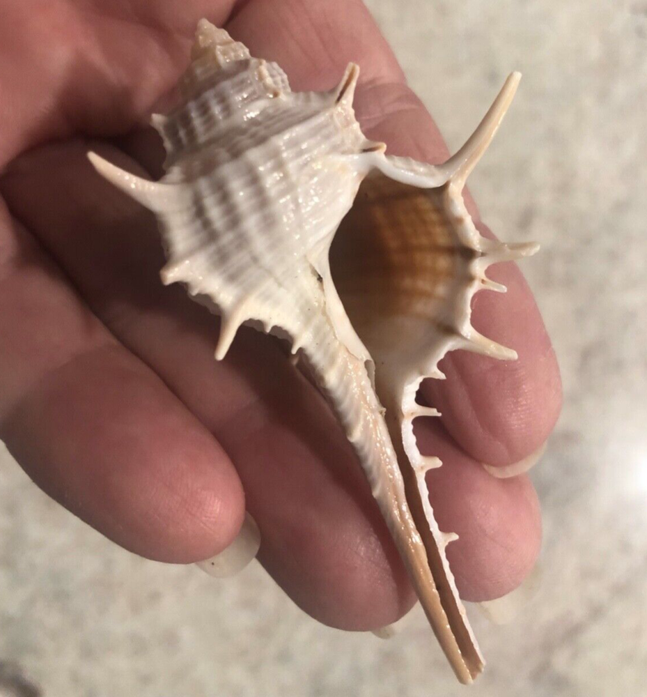 5 LARGE TURNISPINIA MUREX SEA SHELLS - BETWEEN 3” & 4" TALL