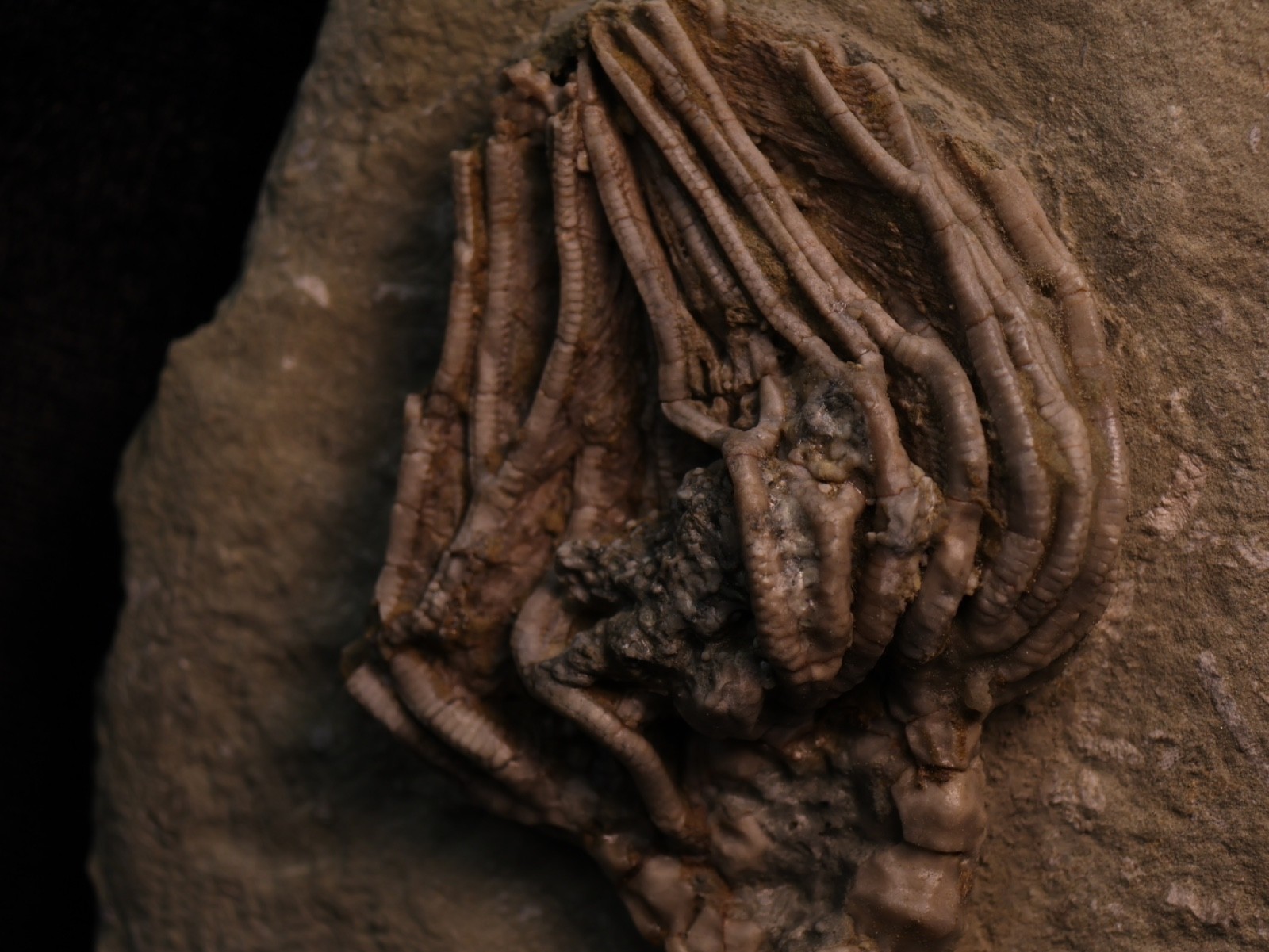 Well-Coiffured Crinoid Fossil, Crawfordsville, IN