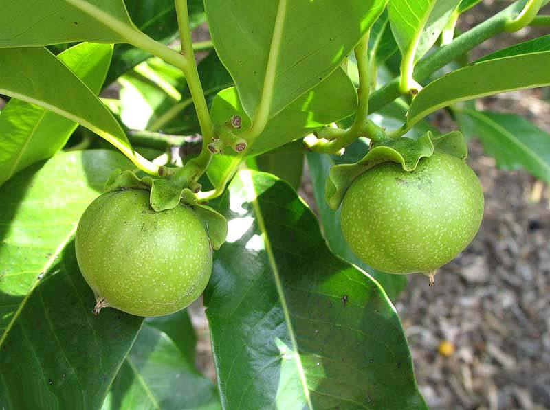 Vernon White Sapote Tropical Fruit Trees