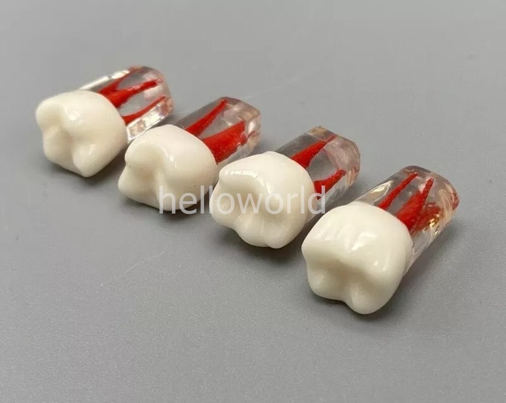 Dental Root Canal Teeth Study Practice Model Endodontic RCT Endo Pulp File 5pcs