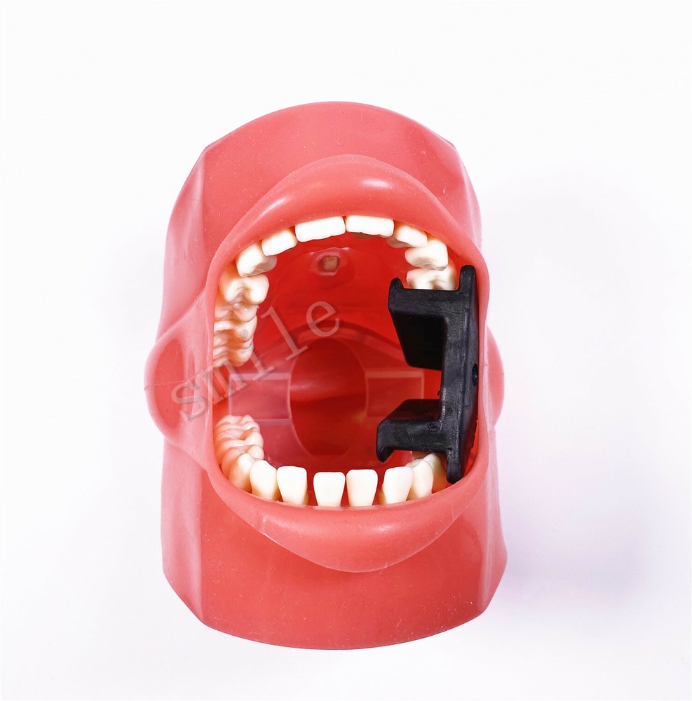 Dental Typodont Practice Removable Teeth Model Soft Gum + Simulation Cheek